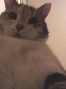 I'm sexy and I know it